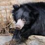 pygmyblackbear