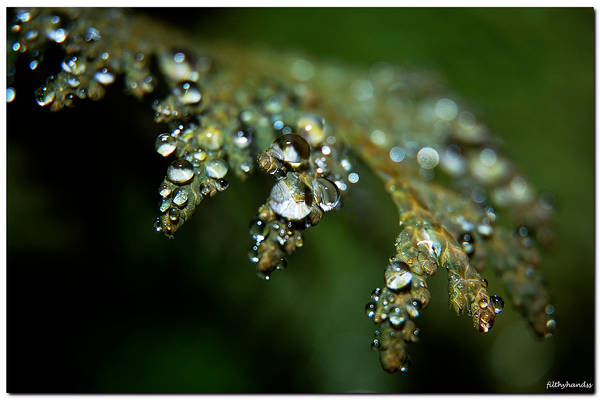 wet leaf by filthyhandss