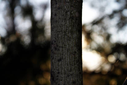 tree bokeh