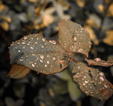 Colors of Autumn