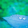 Spring's Remembrance