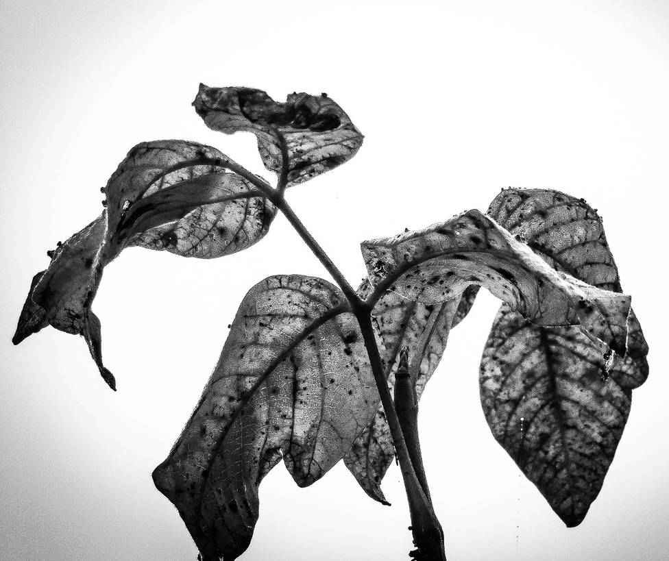 Withering Away by EnchantNature on DeviantArt