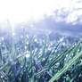 Luminous Awakening