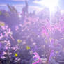 Violet Radiance