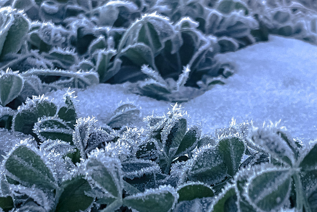 Bitter Frost