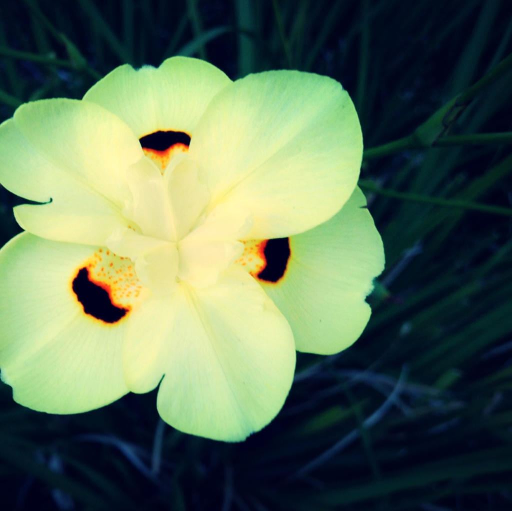 White Flower