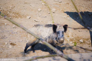 Boar