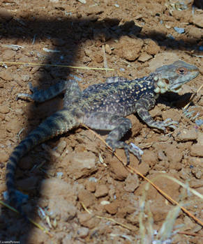 Mountain Lizard