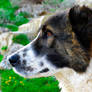 Trip to Kow-Ata-Central Asian Shepherd Dog