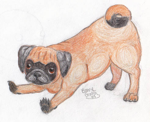 Pug Practice