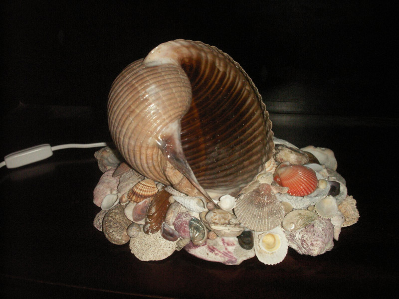 Shell lamp 8