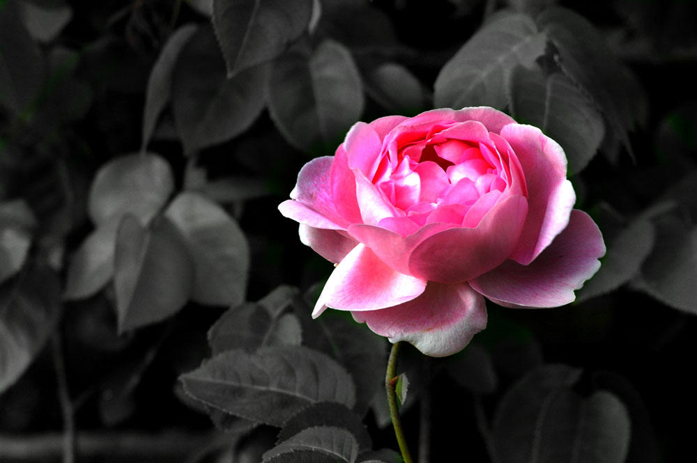 Crimson Joy. by TheDivineImage on DeviantArt