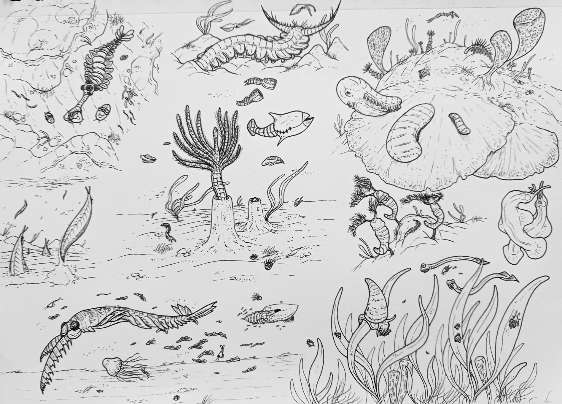 Cambrian Ruthin Many different scenes from the Cambrian period by SquidySpecsOfficial ...