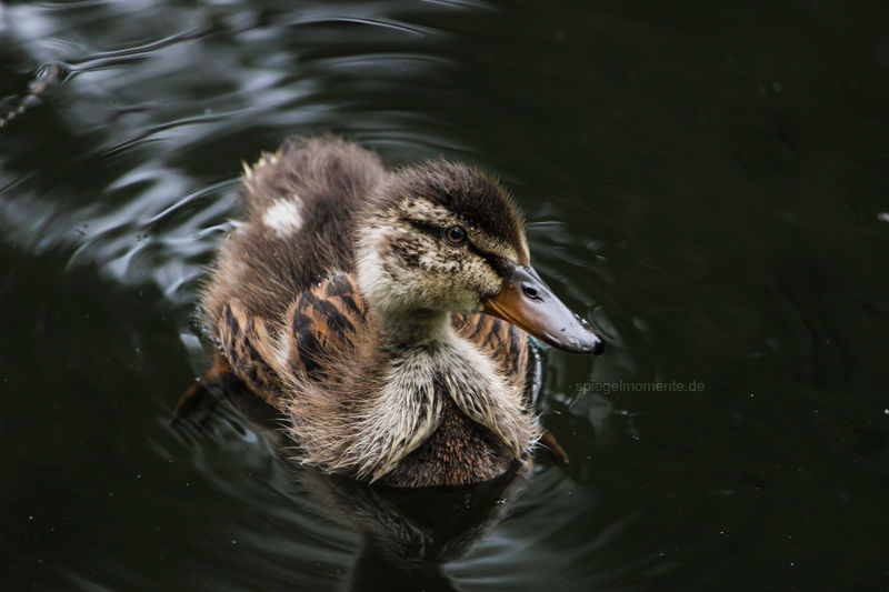 Little Duckling by Spiegelmomente