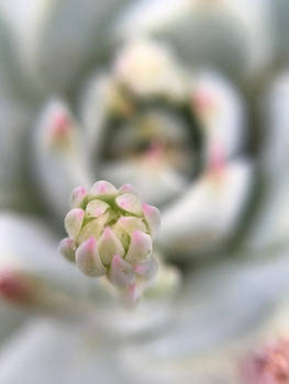 Up close cactus 