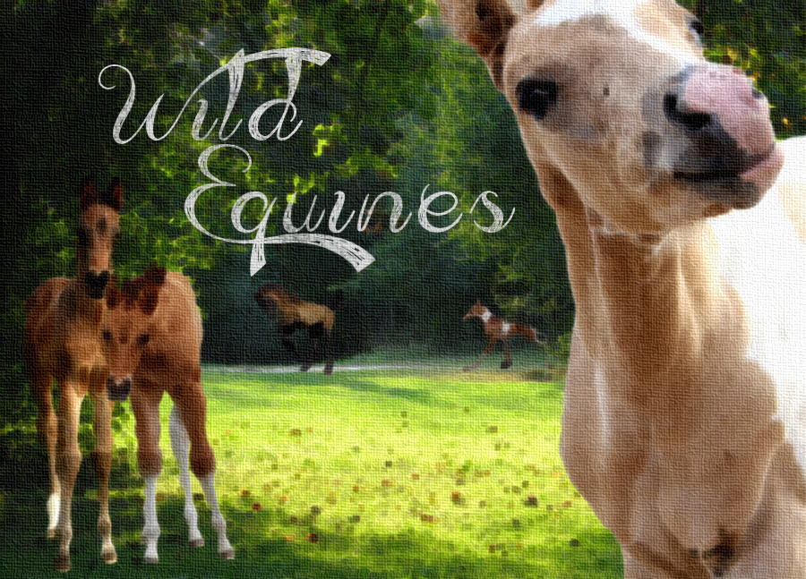 Wild Equines Banner