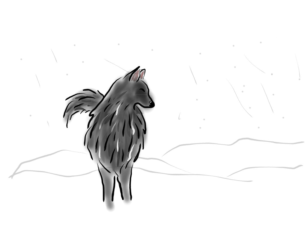 Wolf  In The Snow