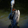 Pelican Pose