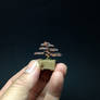 Micro wire bonsai tree sculpture by Ken To