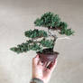 Juniper bonsai tree by Ken To