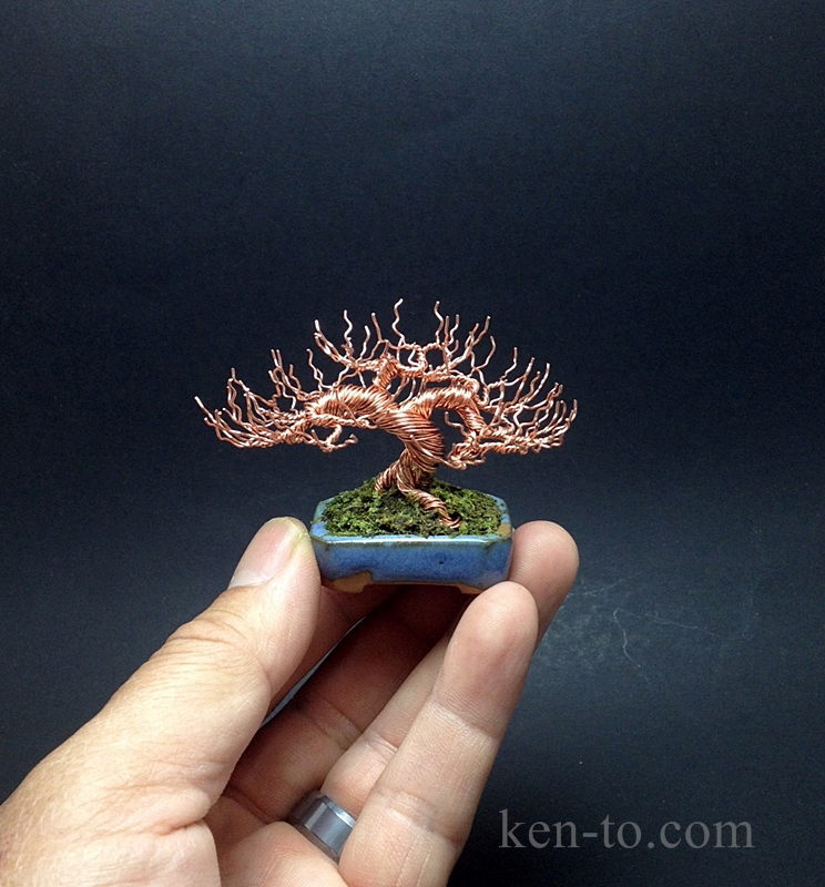 Mame deciduous wire bonsai tree by Ken To