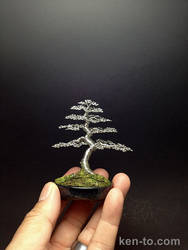 Informal upright mame wire bonsai tree by Ken To