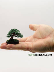 Mame wire bonsai tree by Ken To