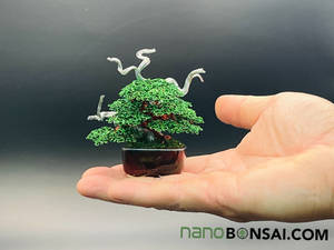 Mame deadwood wire bonsai by Ken To