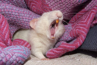 Pocket Rat Yawns