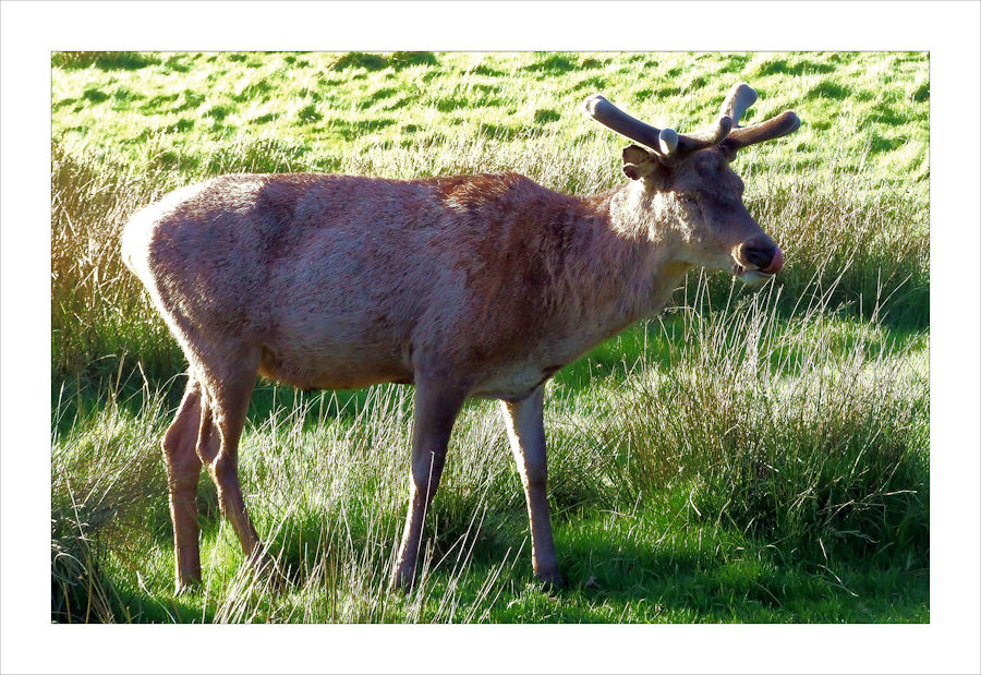 Stag in velvet