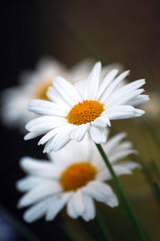 daisies