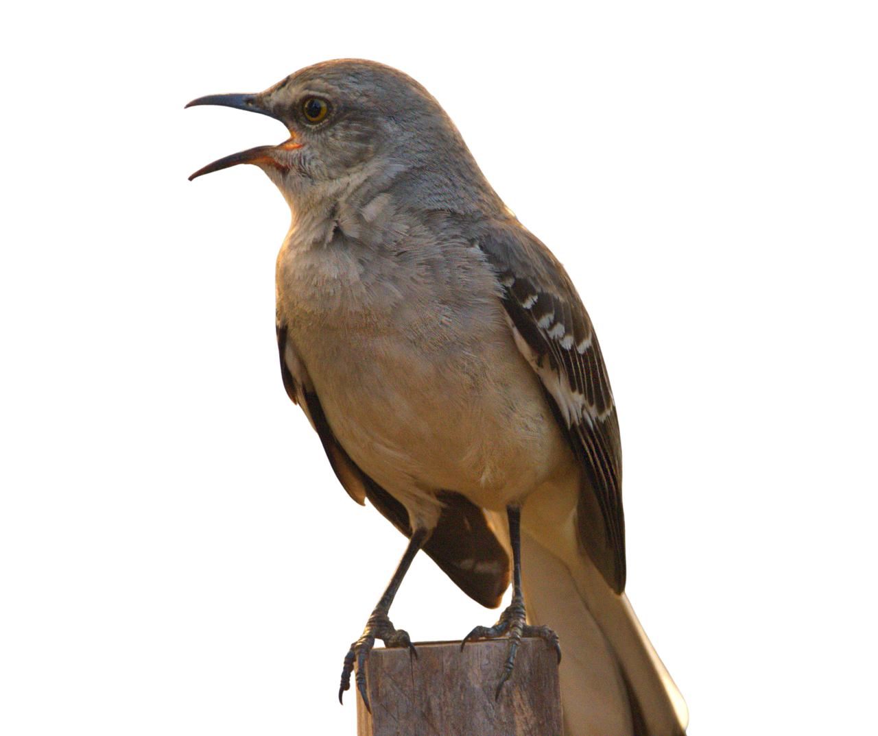 Mockingbird Spetch FREE MOCKINGBIRD STOCK by imikemediator on DeviantArt