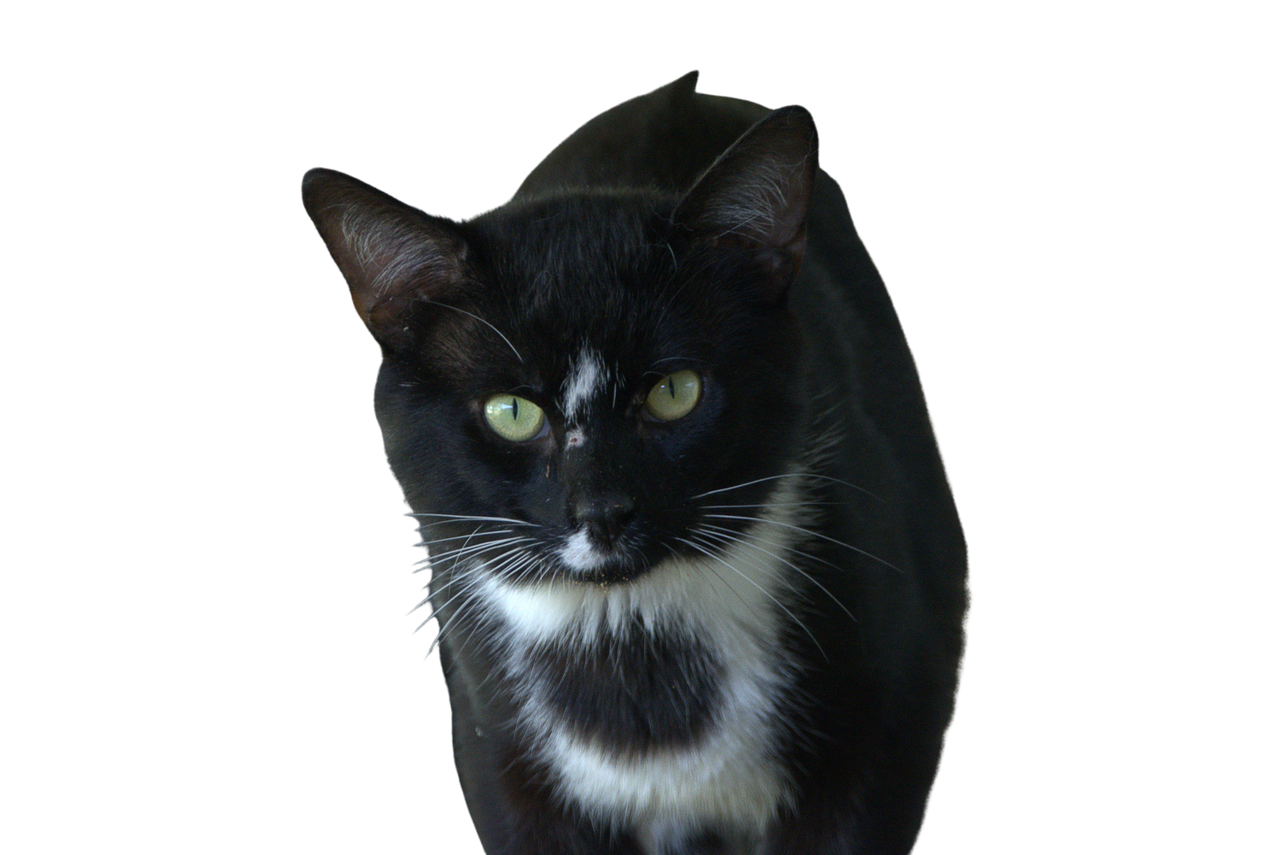 FREE CAT STOCK by imikemediator on DeviantArt