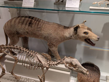 HMNH - Thylacine