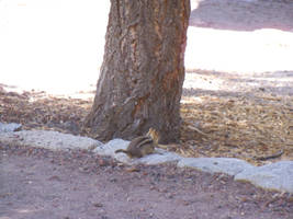 Chipmunk