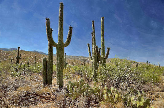 Saguaros