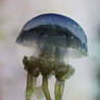 Jelly Fish Stock