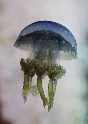 Jelly Fish Stock by HackberryLane Jelly Fish Stock by HackberryLane