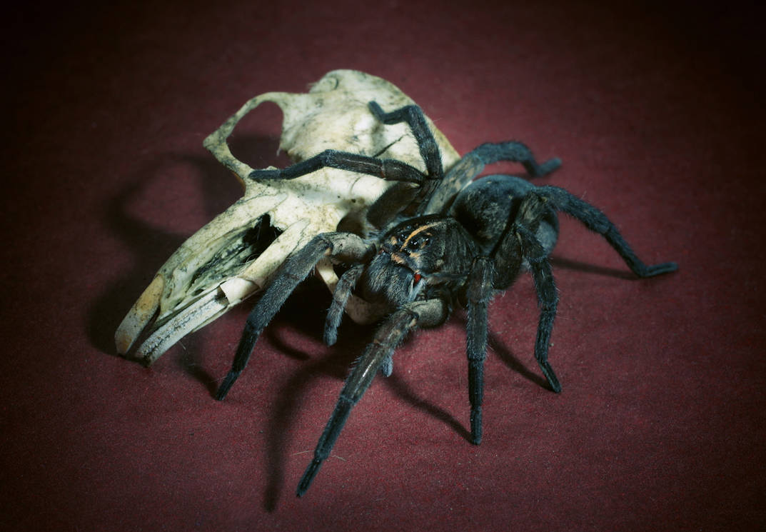 Spider with Skull 2