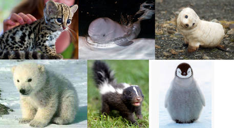 Adorable Baby Animals