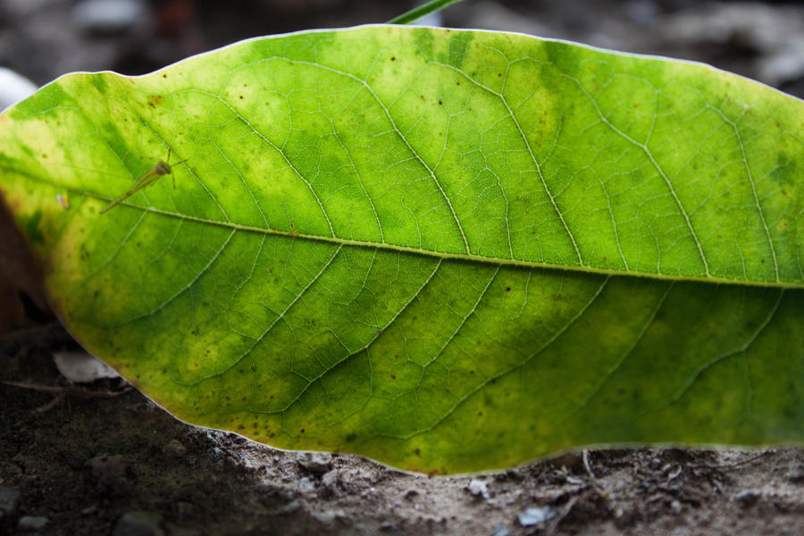 Leaf