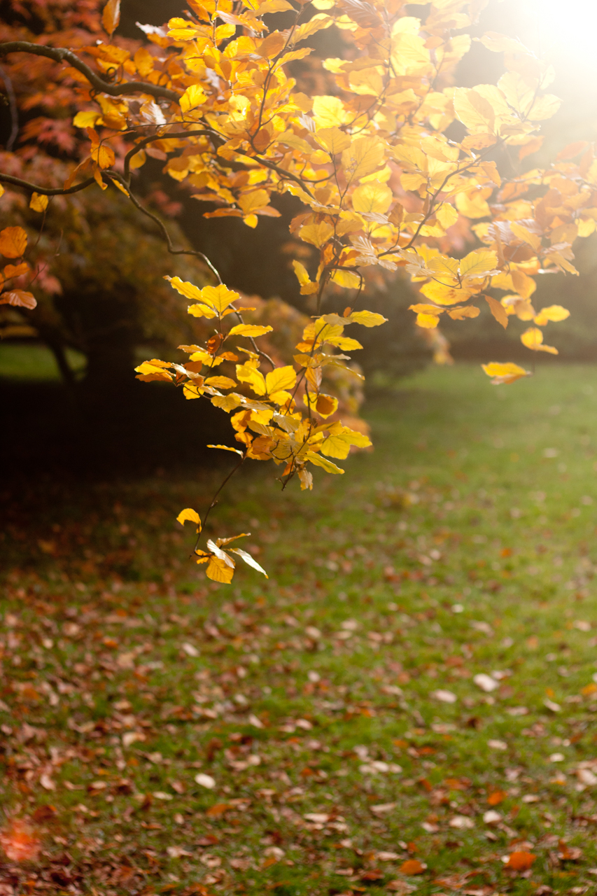 Westonbirt