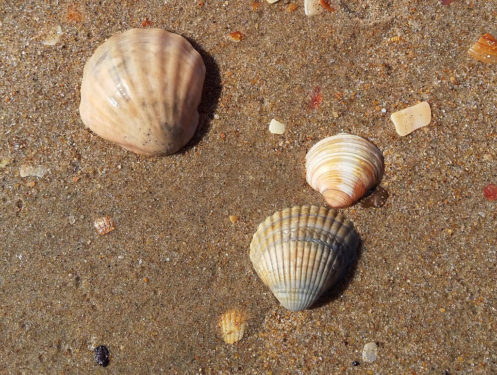 Ribbed shells by 4DarKop5 on DeviantArt