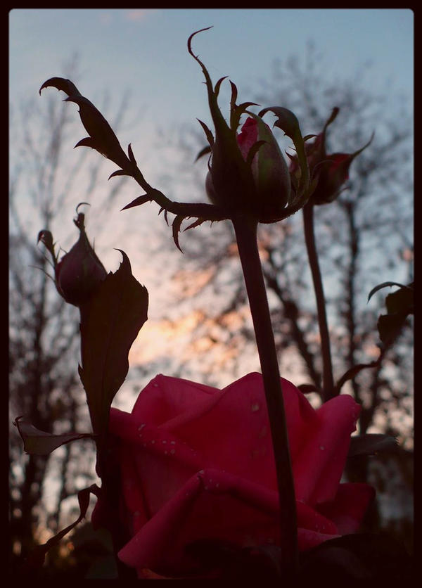 the last flowers by Summertime88 on DeviantArt