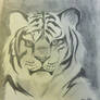 Tiger Drawing (WIP)