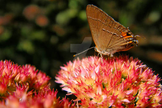 small heath macro