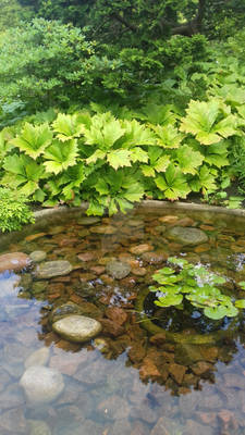 Small Pond
