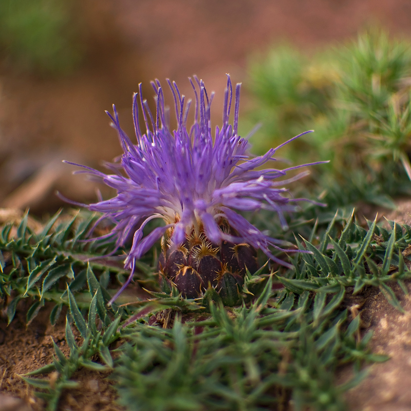 Purple Thistle