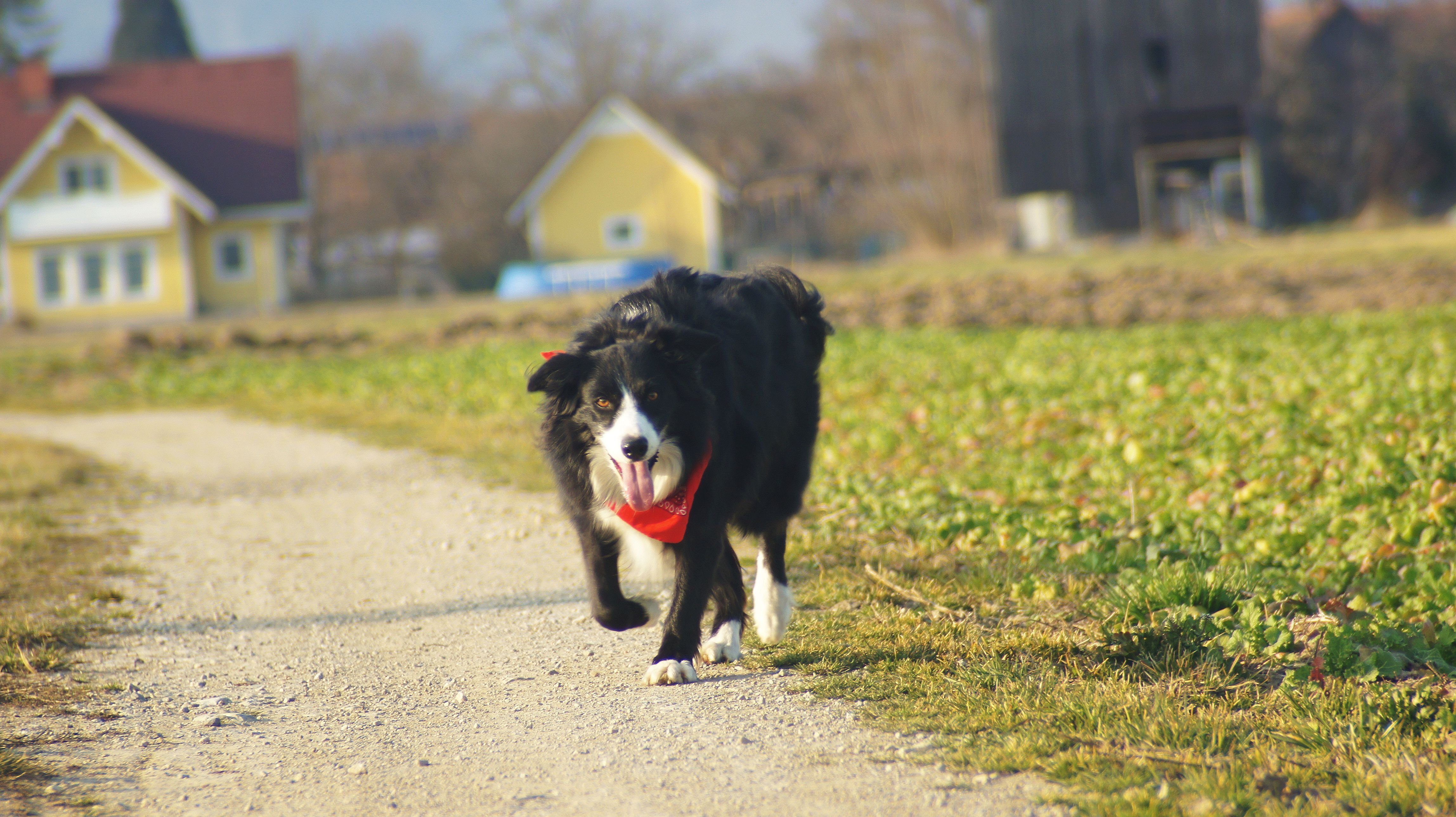 Maggie - On the road again