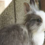 Mimzy the lionhead (21 weeks old)